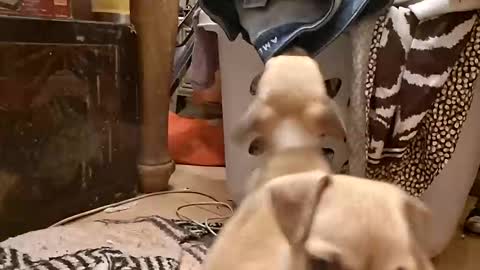 titwoo online show from November 2025 06:12:01 AM