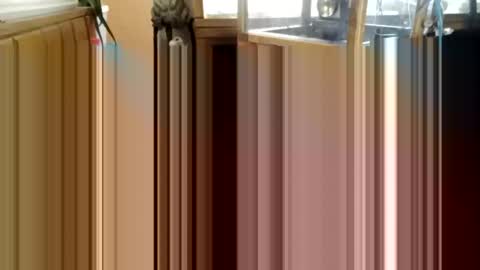 Snapshot of trypodman chatting on December 2024 03:49:02 PM trypodman online show from December 2024 03:49:02 PM