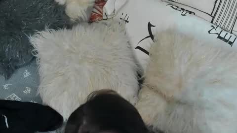 Vit a Viper online show from September 2025 11:32:02 PM