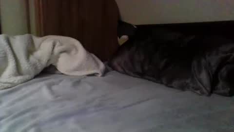 papa bear online show from February 2025 03:56:01 PM