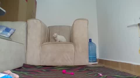 Barbie online show from October 2025 12:47:01 PM