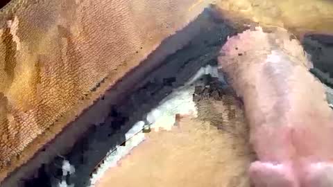 Snapshot of yamines chatting on January 2025 12:35:01 PM yamines online show from January 2025 12:35:01 PM