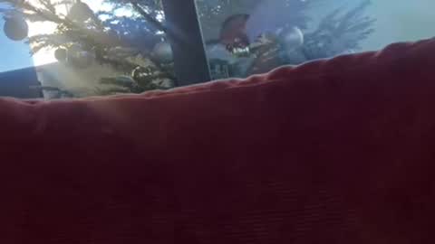 Snapshot of zoomdue chatting on December 2024 01:36:02 PM Velesk online show from December 2024 01:36:02 PM