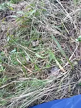 Snapshot of Nkumar173 chatting on November 2025 07:07:01 AM Nkumar173 online show from November 2025 07:07:01 AM