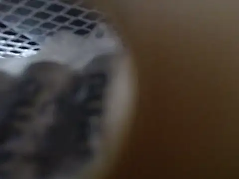 Snapshot of lovense_test04 chatting on October 2025 09:21:02 AM lovense test04 online show from October 2025 09:21:02 AM