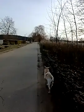 Snapshot of zxcalientes chatting on January 2025 11:05:01 AM zxcalientes online show from January 2025 11:05:01 AM