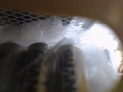 Snapshot of Lovensetest chatting on October 2025 06:45:01 AM Lovensetest online show from October 2025 06:45:01 AM