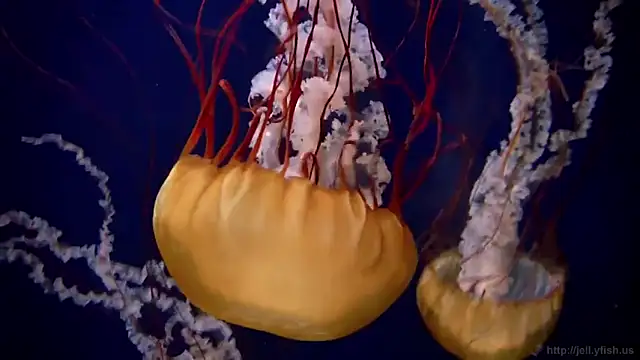 Snapshot of streamy_test12 chatting on September 2025 01:37:02 PM streamy test12 online show from September 2025 01:37:02 PM