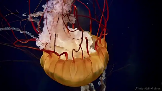 Snapshot of streamy_test12 chatting on October 2025 07:42:01 AM streamy test12 online show from October 2025 07:42:01 AM