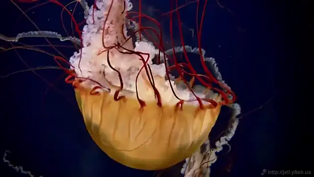 Snapshot of streamy_test12 chatting on October 2025 11:58:02 AM streamy test12 online show from October 2025 11:58:02 AM