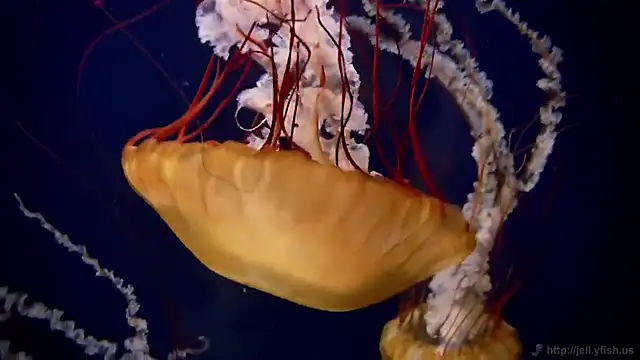 Snapshot of streamy_test12 chatting on November 2025 11:55:02 AM streamy test12 online show from November 2025 11:55:02 AM