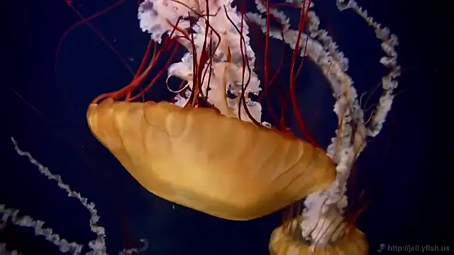 Snapshot of streamy_test12 chatting on November 2025 12:27:02 PM streamy test12 online show from November 2025 12:27:02 PM