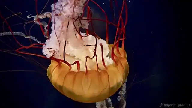 Snapshot of streamy_test12 chatting on December 2025 02:48:01 PM streamy test12 online show from December 2025 02:48:01 PM