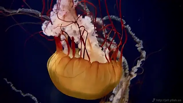 Snapshot of streamy_test12 chatting on December 2025 03:05:01 PM streamy test12 online show from December 2025 03:05:01 PM