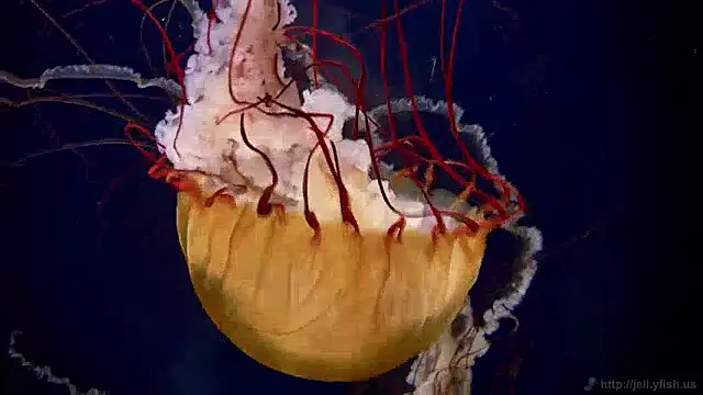 Snapshot of streamy_test13 chatting on December 2024 08:09:02 AM streamy test13 online show from December 2024 08:09:02 AM