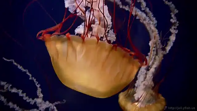 Snapshot of streamy_test13 chatting on December 2024 09:55:02 AM streamy test13 online show from December 2024 09:55:02 AM