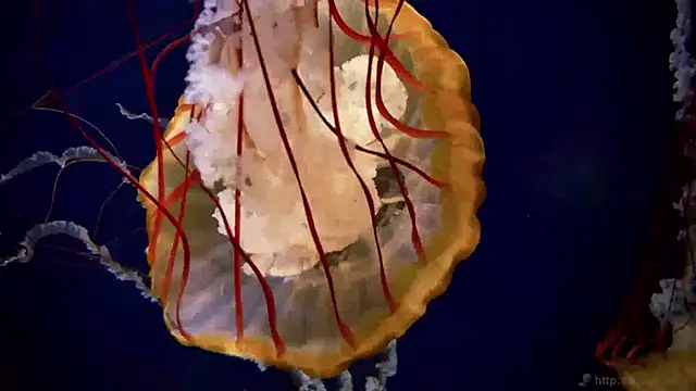 Snapshot of streamy_test13 chatting on January 2025 08:09:02 AM streamy test13 online show from January 2025 08:09:02 AM