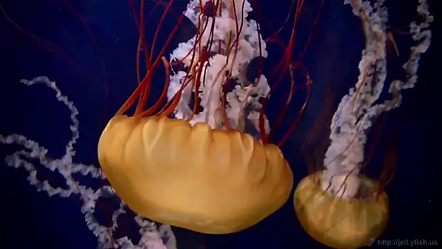 Snapshot of streamy_test13 chatting on February 2025 08:17:02 AM streamy test13 online show from February 2025 08:17:02 AM