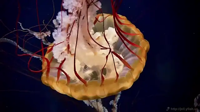 Snapshot of streamy_test13 chatting on March 2025 08:13:01 AM streamy test13 online show from March 2025 08:13:01 AM