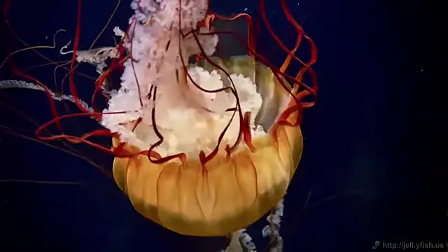 Snapshot of streamy_test13 chatting on September 2025 08:25:01 AM streamy test13 online show from September 2025 08:25:01 AM