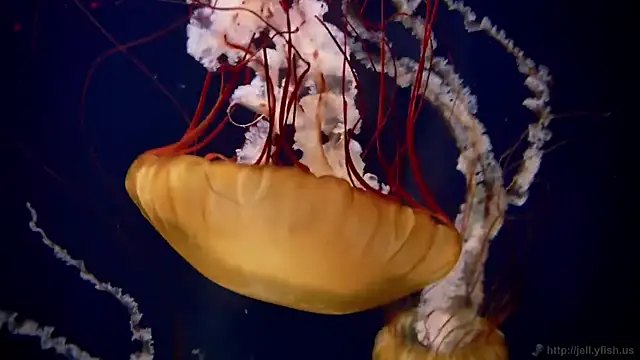 Snapshot of streamy_test13 chatting on September 2025 05:59:01 PM streamy test13 online show from September 2025 05:59:01 PM