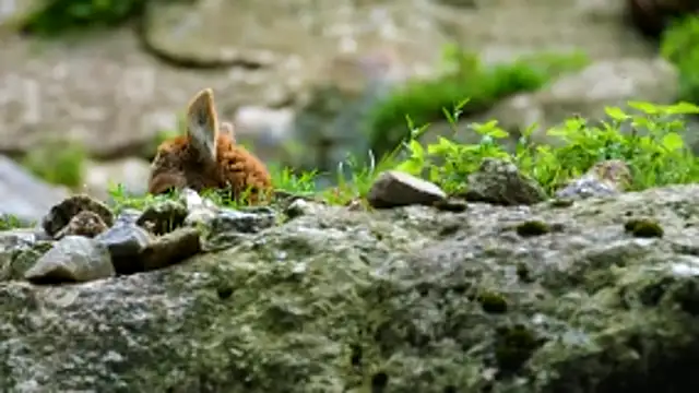 Snapshot of streamy_test13 chatting on November 2025 03:03:02 PM streamy test13 online show from November 2025 03:03:02 PM