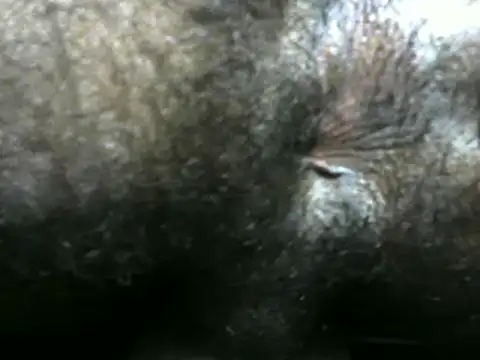 michel sc online show from December 2024 04:12:01 AM