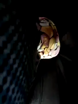 Snapshot of Policeman20742 chatting on March 2025 05:16:02 PM Policeman20742 online show from March 2025 05:16:02 PM