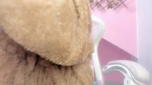 Snapshot of meribeth303av chatting on December 2024 02:17:02 AM meribeth303av online show from December 2024 02:17:02 AM