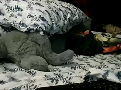 Snapshot of WHITEDAROSE chatting on January 2025 02:13:01 PM WHITEDAROSE online show from January 2025 02:13:01 PM