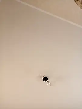 Snapshot of YuliannaFox chatting on December 2024 07:06:02 AM YuliannaFox online show from December 2024 07:06:02 AM