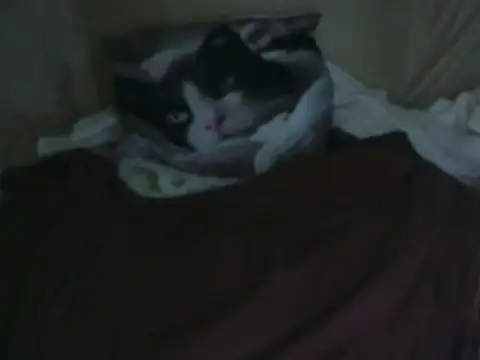 VeneRed online show from October 2025 07:54:01 PM