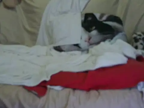 VeneRed online show from October 2025 03:58:01 PM