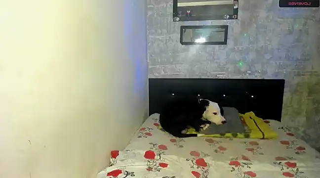 danna sofiah online show from February 2025 03:32:02 PM