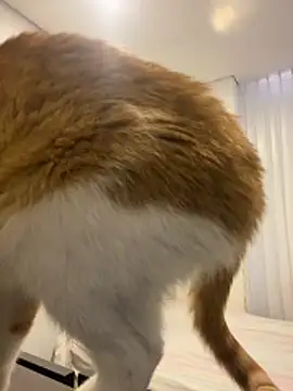 Snapshot of girl_anni chatting on October 2025 03:13:01 PM girl anni online show from October 2025 03:13:01 PM