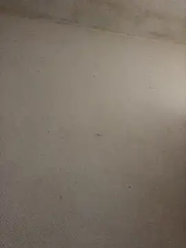 Snapshot of BELLAMORGANE1 chatting on November 2025 09:22:01 AM BELLAMORGANE1 online show from November 2025 09:22:01 AM