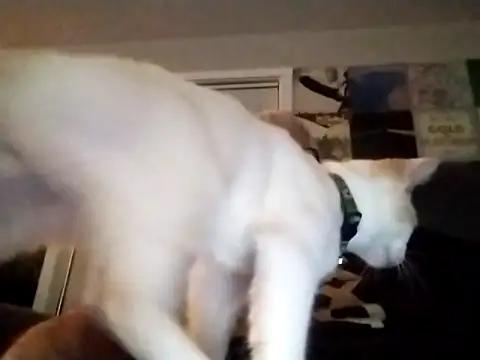 Futura intx online show from September 2025 01:17:02 AM