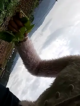 hebe-02 online show from October 2025 05:24:01 AM