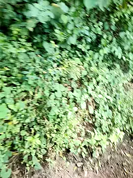 himvilohi08 online show from October 2025 05:14:01 AM