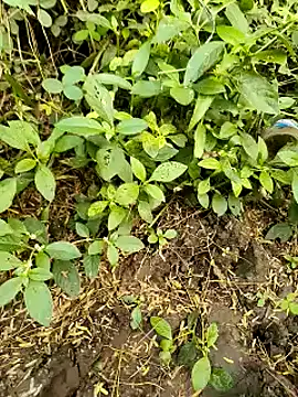 himvilohi08 online show from October 2025 11:21:01 AM