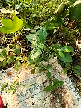 himvilohi08 online show from October 2025 10:49:01 AM