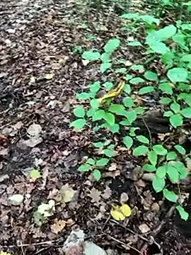 Snapshot of BigLakii@xh chatting on October 2025 06:55:01 AM BigLakiixh online show from October 2025 06:55:01 AM