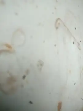 Snapshot of Mounstro3 chatting on November 2025 04:42:01 PM Mounstro3 online show from November 2025 04:42:01 PM