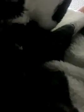 Sallem Pink online show from October 2025 11:41:02 AM