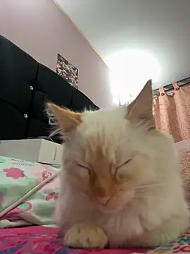 Snapshot of saranghae_ chatting on November 2025 03:50:02 AM saranghae online show from November 2025 03:50:02 AM