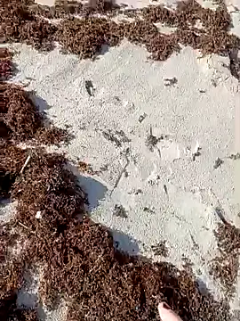 Snapshot of sarahkat86 chatting on October 2025 01:09:01 PM sarahkat86 online show from October 2025 01:09:01 PM