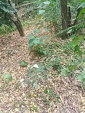 Snapshot of pegaso369 chatting on October 2025 01:46:02 PM pegaso369 online show from October 2025 01:46:02 PM