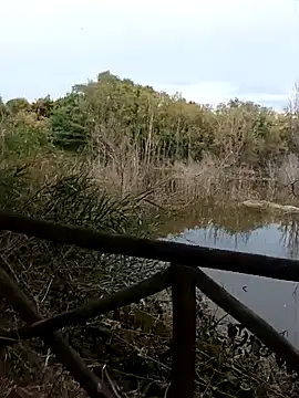 Snapshot of pegaso369 chatting on October 2025 02:39:01 PM pegaso369 online show from October 2025 02:39:01 PM