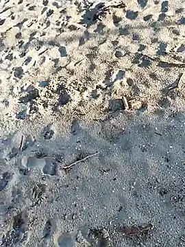 Snapshot of pegaso369 chatting on November 2025 02:51:02 PM pegaso369 online show from November 2025 02:51:02 PM