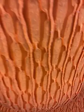 Snapshot of Ebony_Warlock_ chatting on November 2025 10:01:02 AM Ebony Warlock online show from November 2025 10:01:02 AM